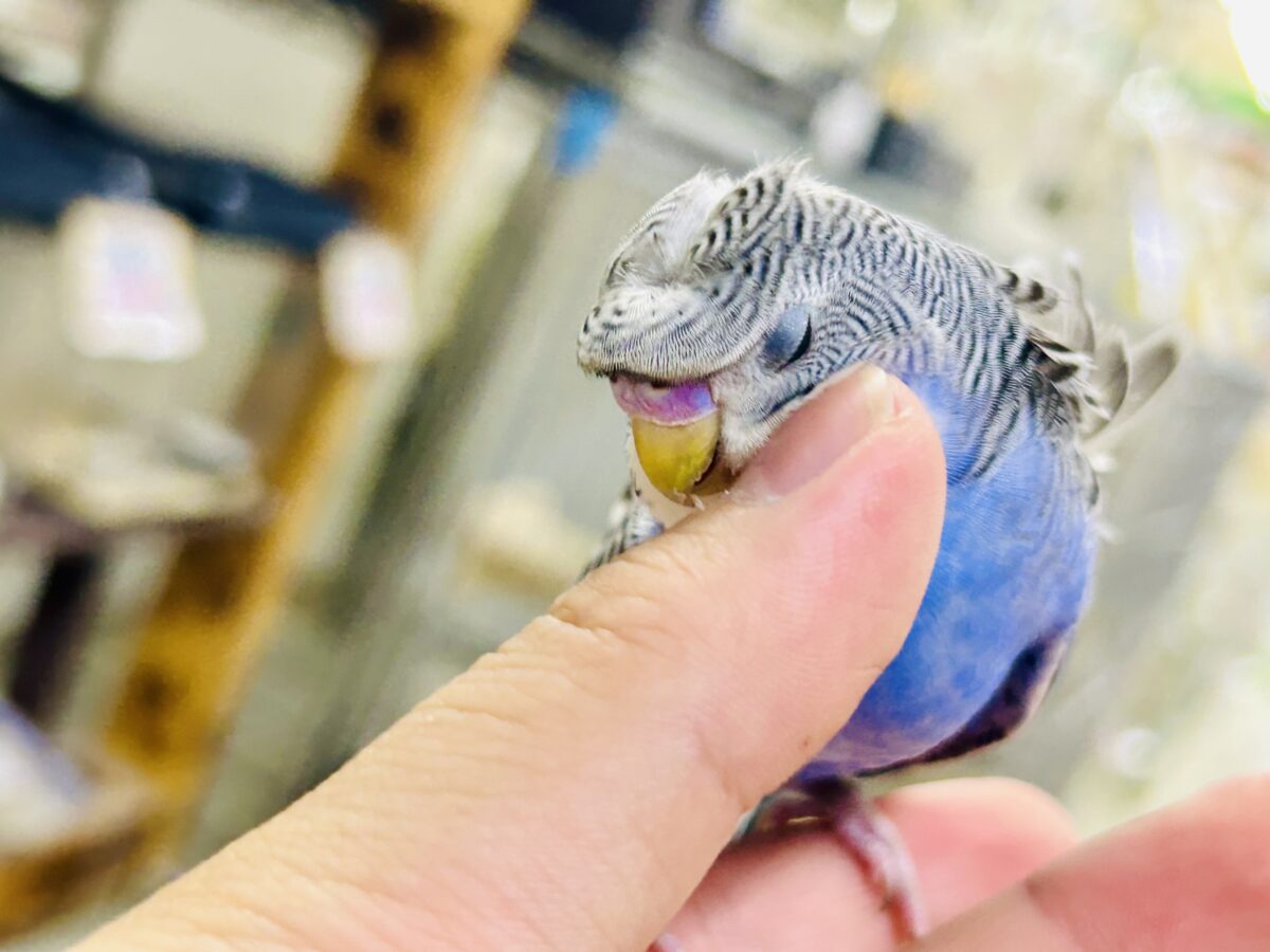 羽衣セキセイインコ