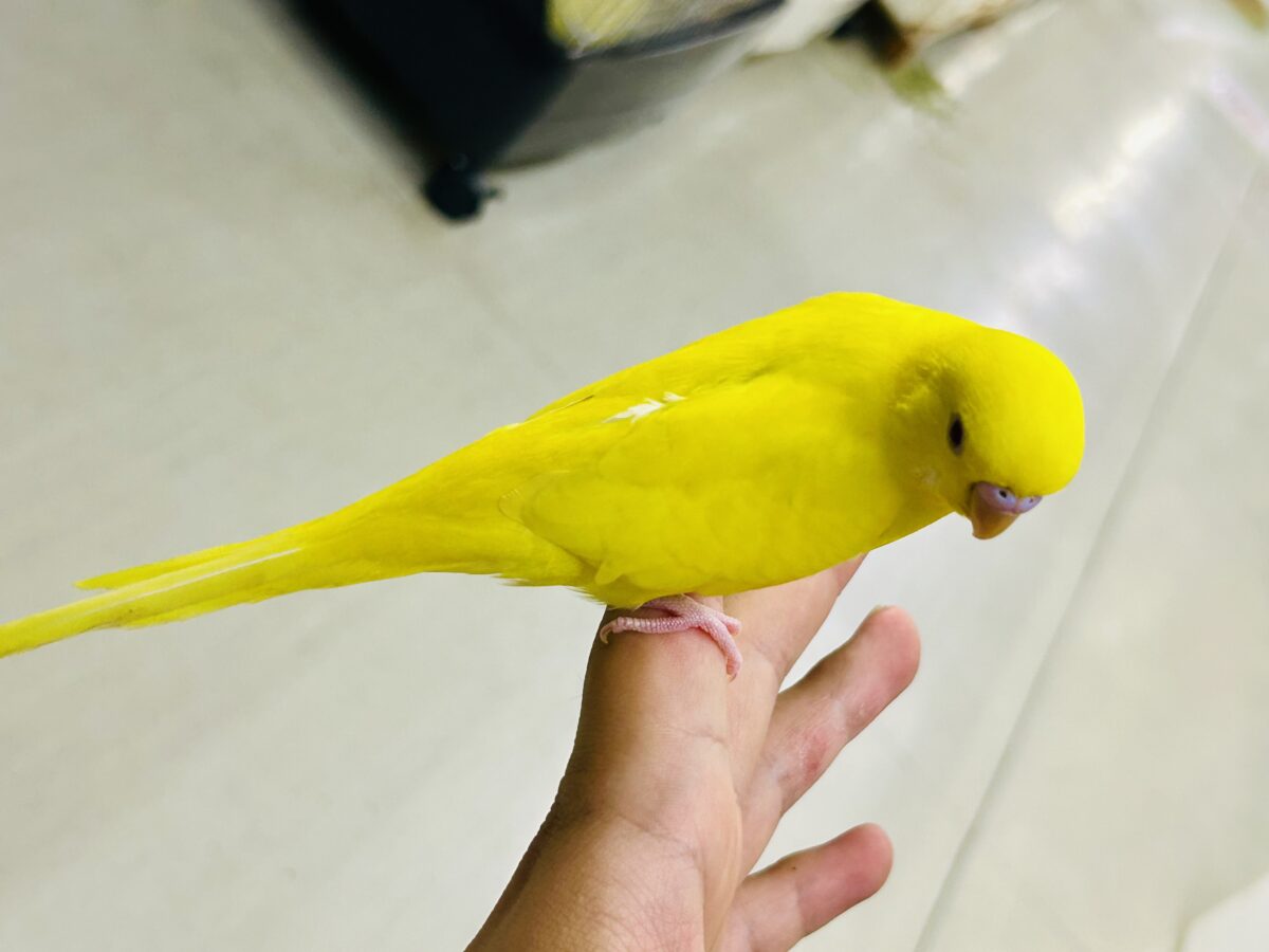 目移り錦糸?!❌黄身がスキ💛*॰ॱセキセイインコ(ルチノー/2026年7月生まれ) セキセイインコ