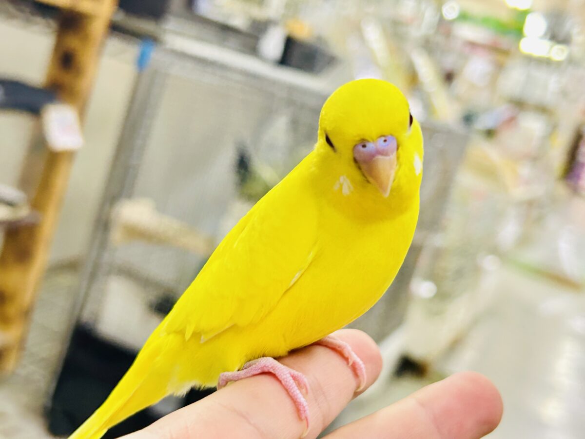目移り錦糸?!❌黄身がスキ💛*॰ॱセキセイインコ(ルチノー/2026年7月生まれ) セキセイインコ