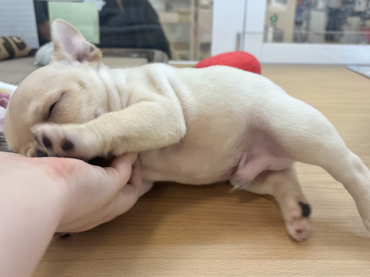 フレンチブルドッグ