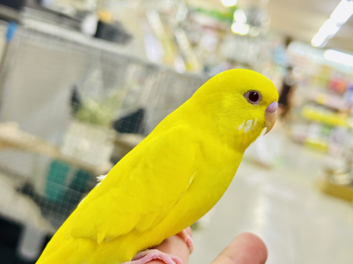 目移り錦糸?!❌黄身がスキ💛*॰ॱセキセイインコ(ルチノー/2026年7月生まれ) セキセイインコ