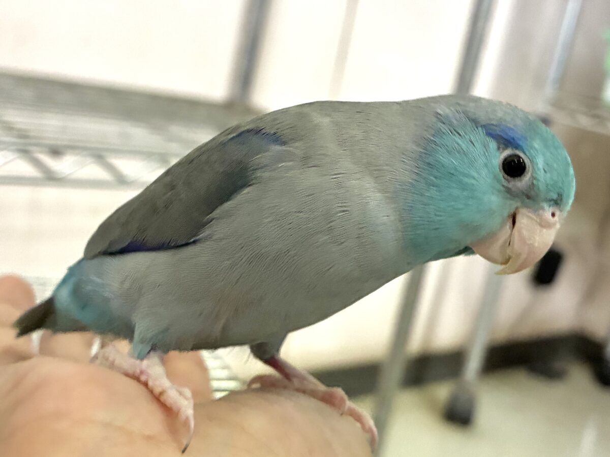 マメルリハ