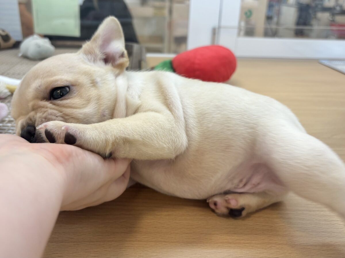 フレンチブルドッグ