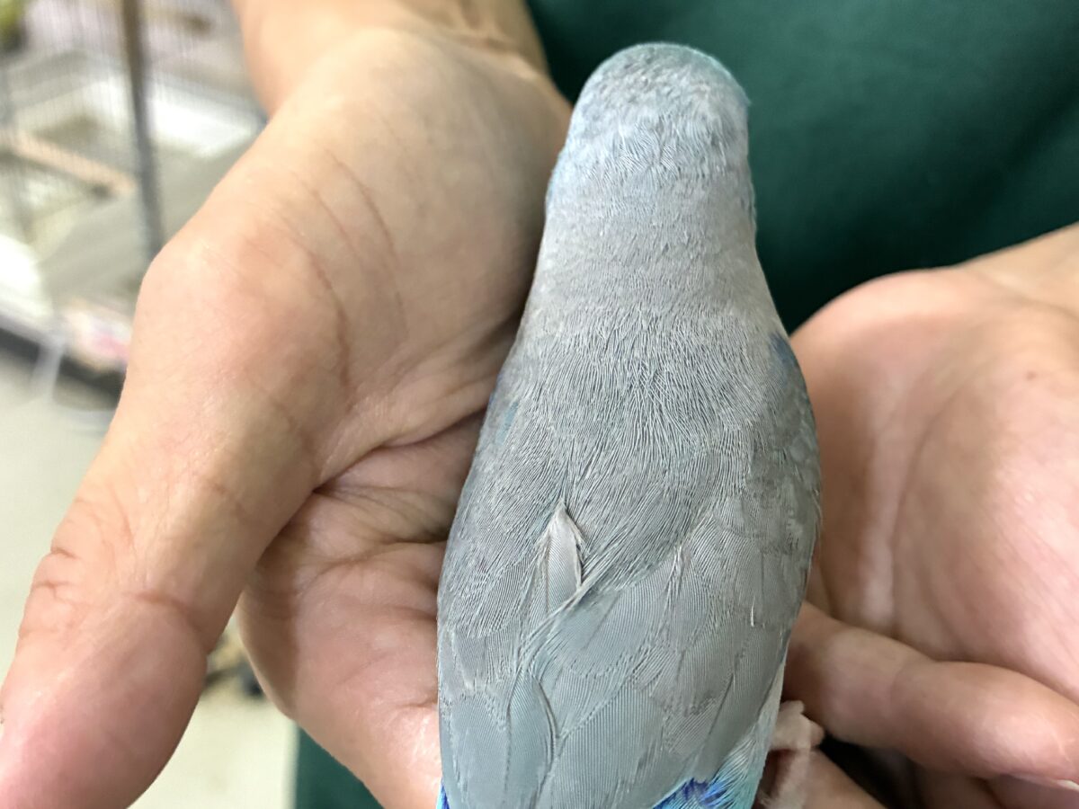 マメルリハ