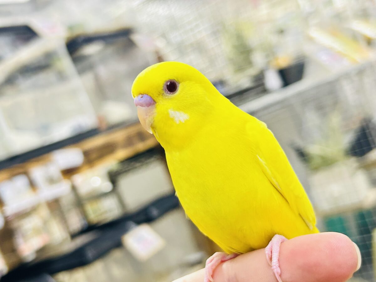 目移り錦糸?!❌黄身がスキ💛*॰ॱセキセイインコ(ルチノー/2026年7月生まれ) セキセイインコ