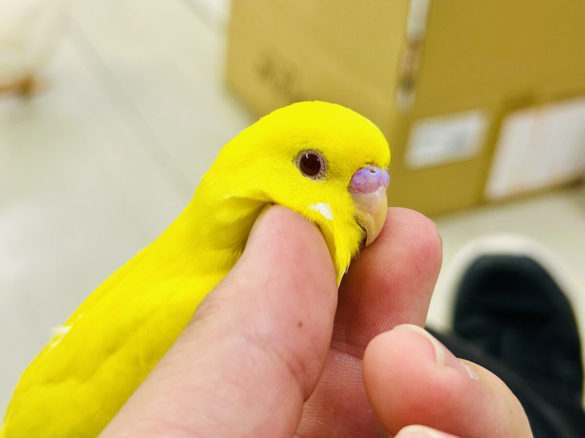 目移り錦糸?!❌黄身がスキ💛*॰ॱセキセイインコ(ルチノー/2026年7月生まれ) セキセイインコ