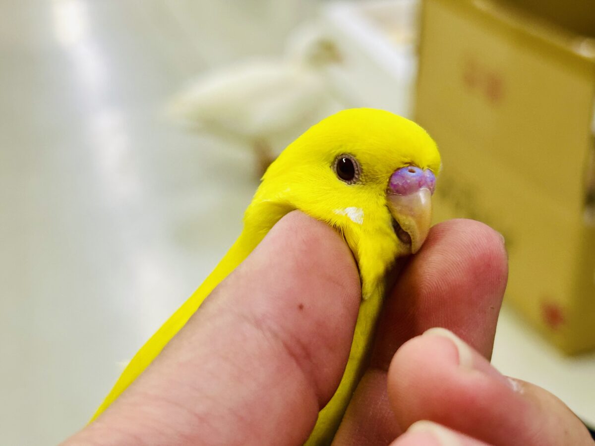 目移り錦糸?!❌黄身がスキ💛*॰ॱセキセイインコ(ルチノー/2026年7月生まれ) セキセイインコ