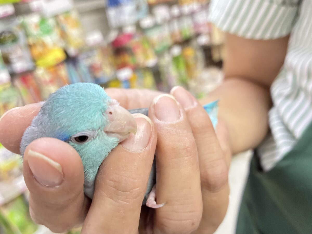 マメルリハ
