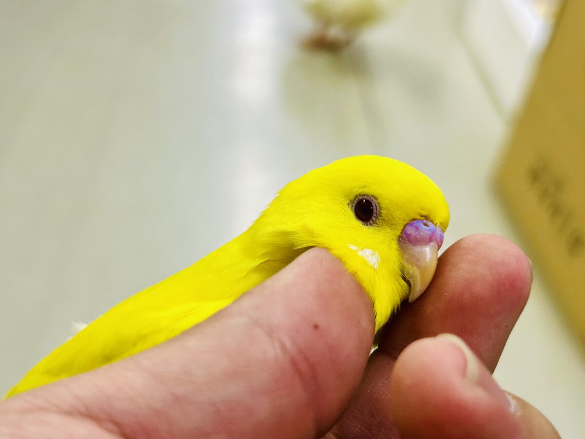 目移り錦糸?!❌黄身がスキ💛*॰ॱセキセイインコ(ルチノー/2026年7月生まれ) セキセイインコ