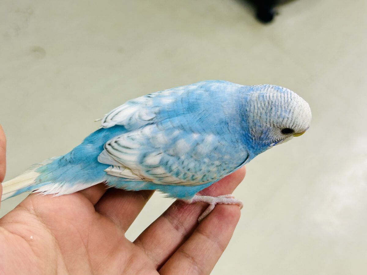セキセイインコ