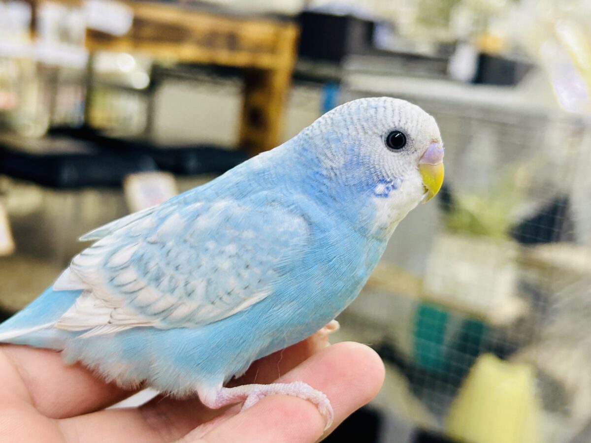 セキセイインコ
