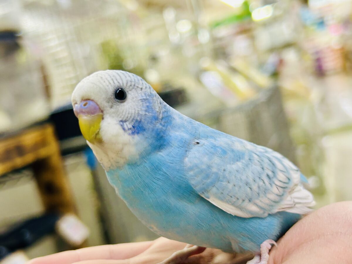 ✨️最新画像✨すかーい満点☀️決めるぜ𝐯𝐢𝐜𝐭𝐨𝐫𝐲❕セキセイインコ(ブルースパングル/2026年6月生まれ)