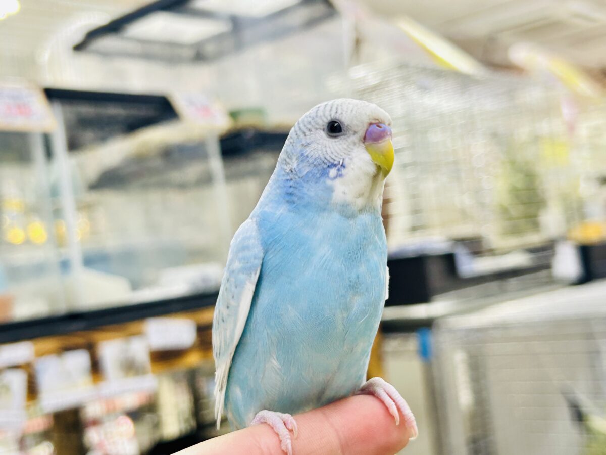セキセイインコ