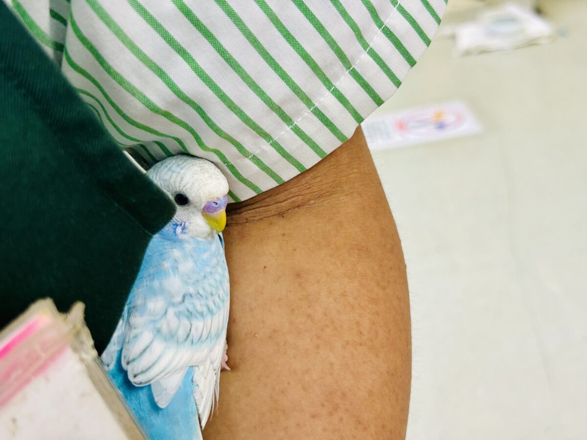 セキセイインコ