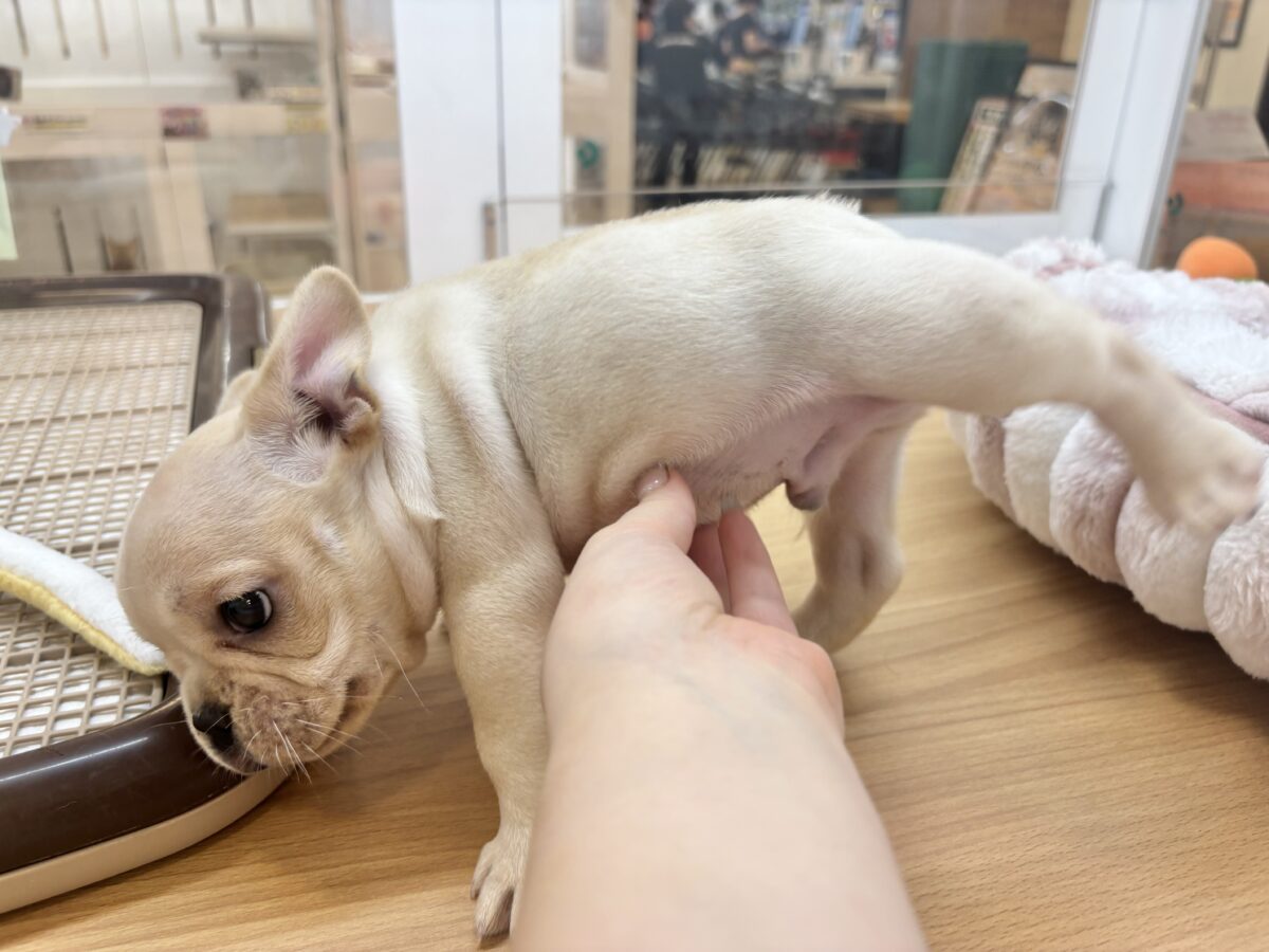 ムチムチキュート炸裂〜!!フレンチブルドッグくん! フレンチブルドッグ