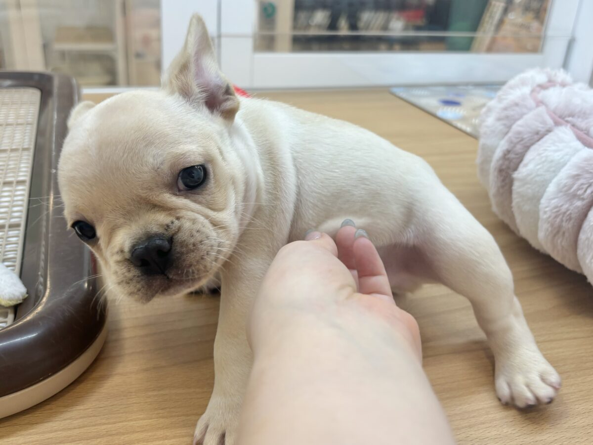 フレンチブルドッグ