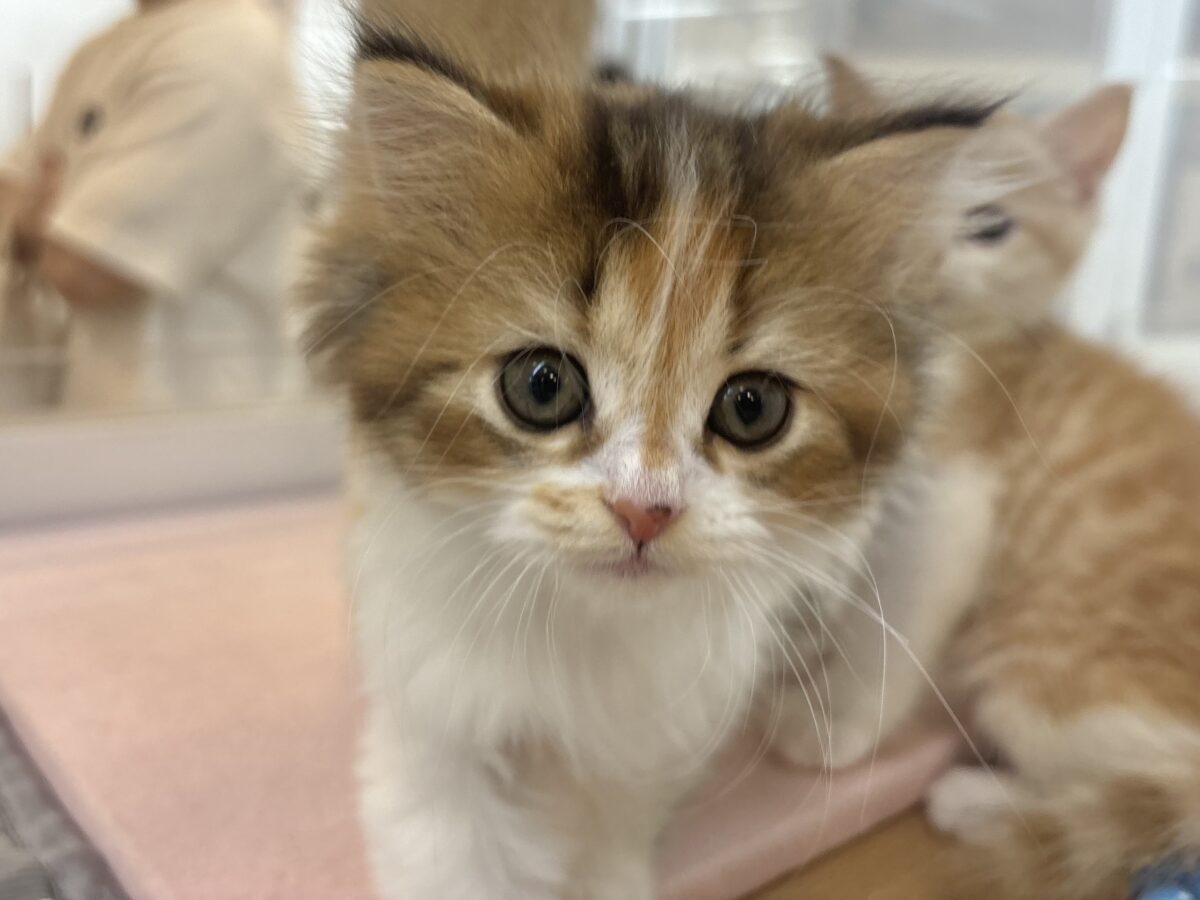 ブリティッシュショートヘア