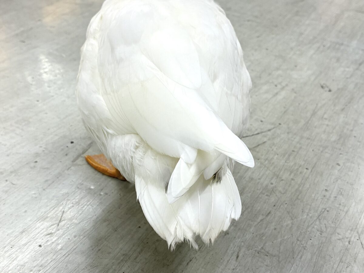 コールダック