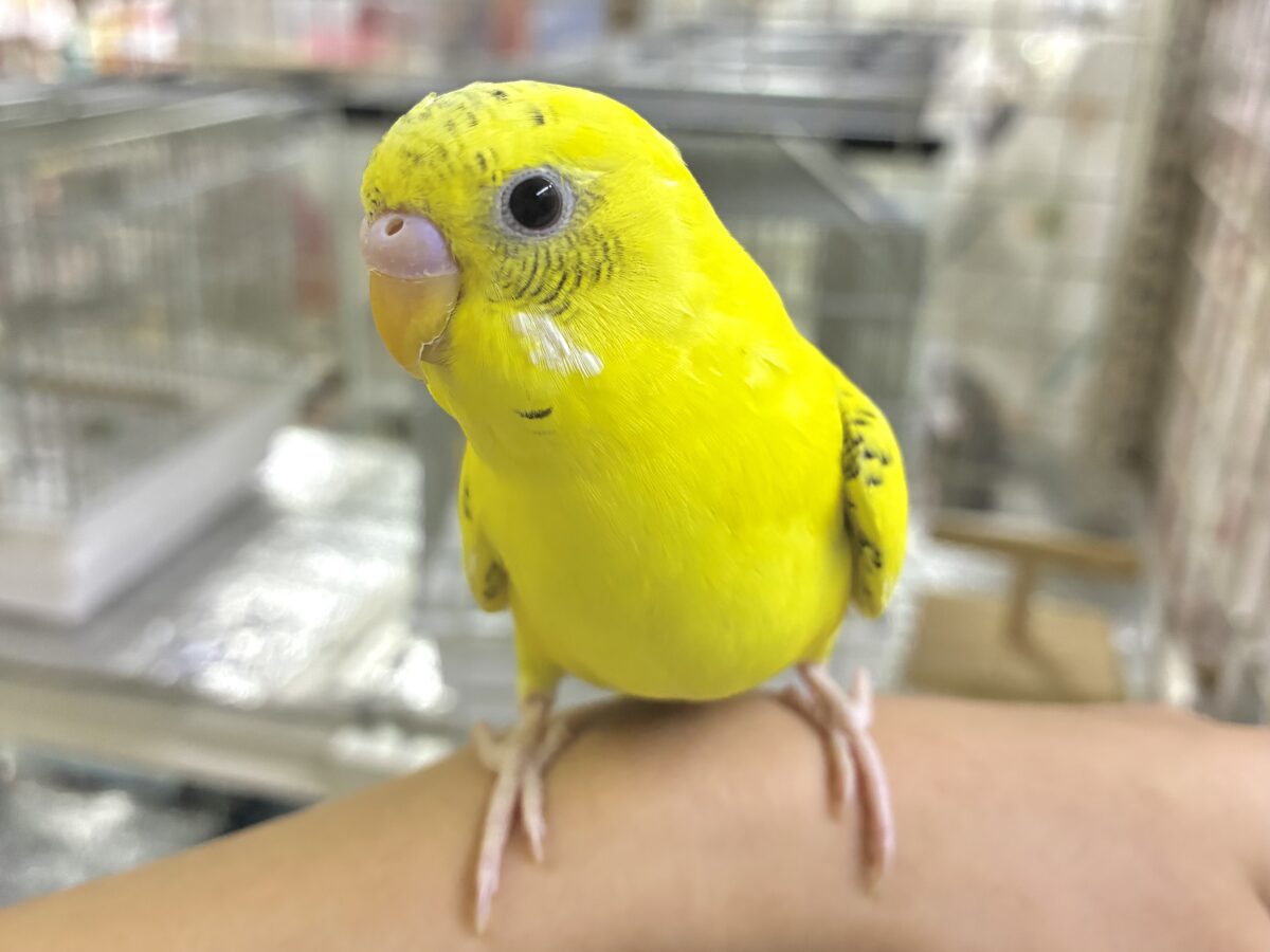 カワイさ飛び越え〜る❕–点線—セキセイインコ(イエローハルクイン/2026年5月生まれ)①