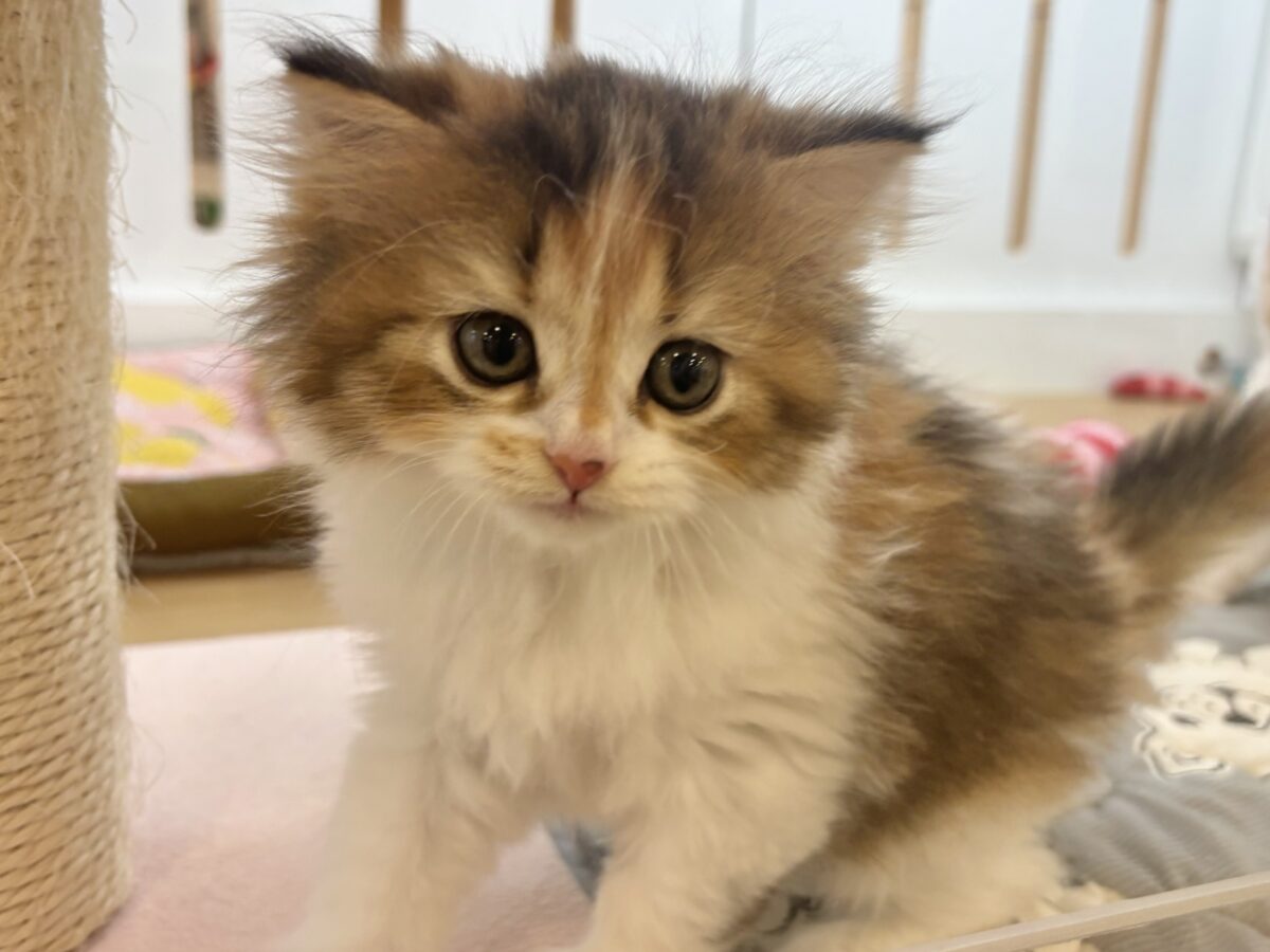 ブリティッシュショートヘア