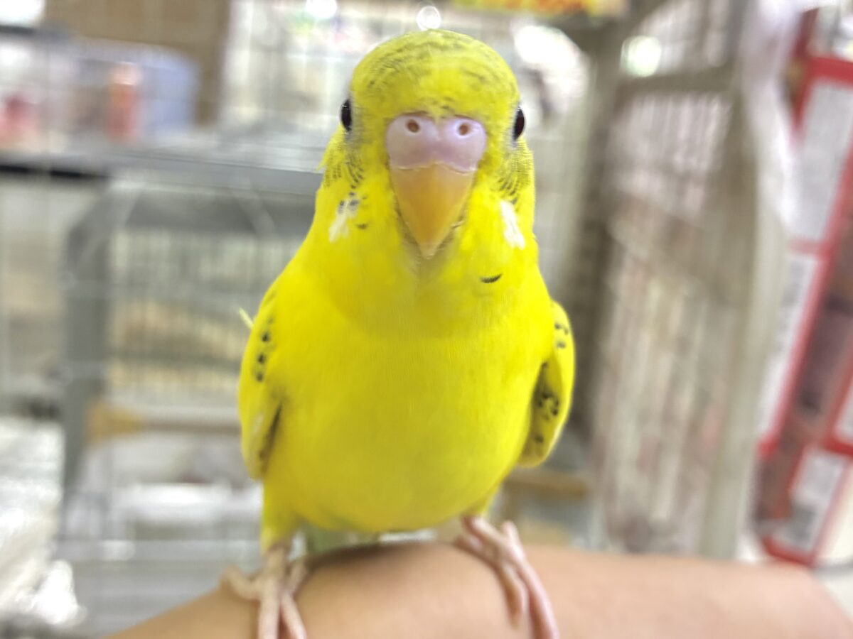 セキセイインコ