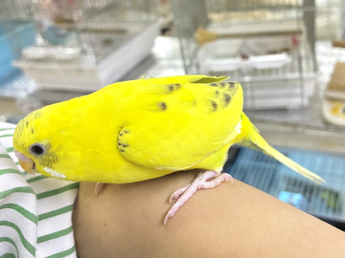 セキセイインコ