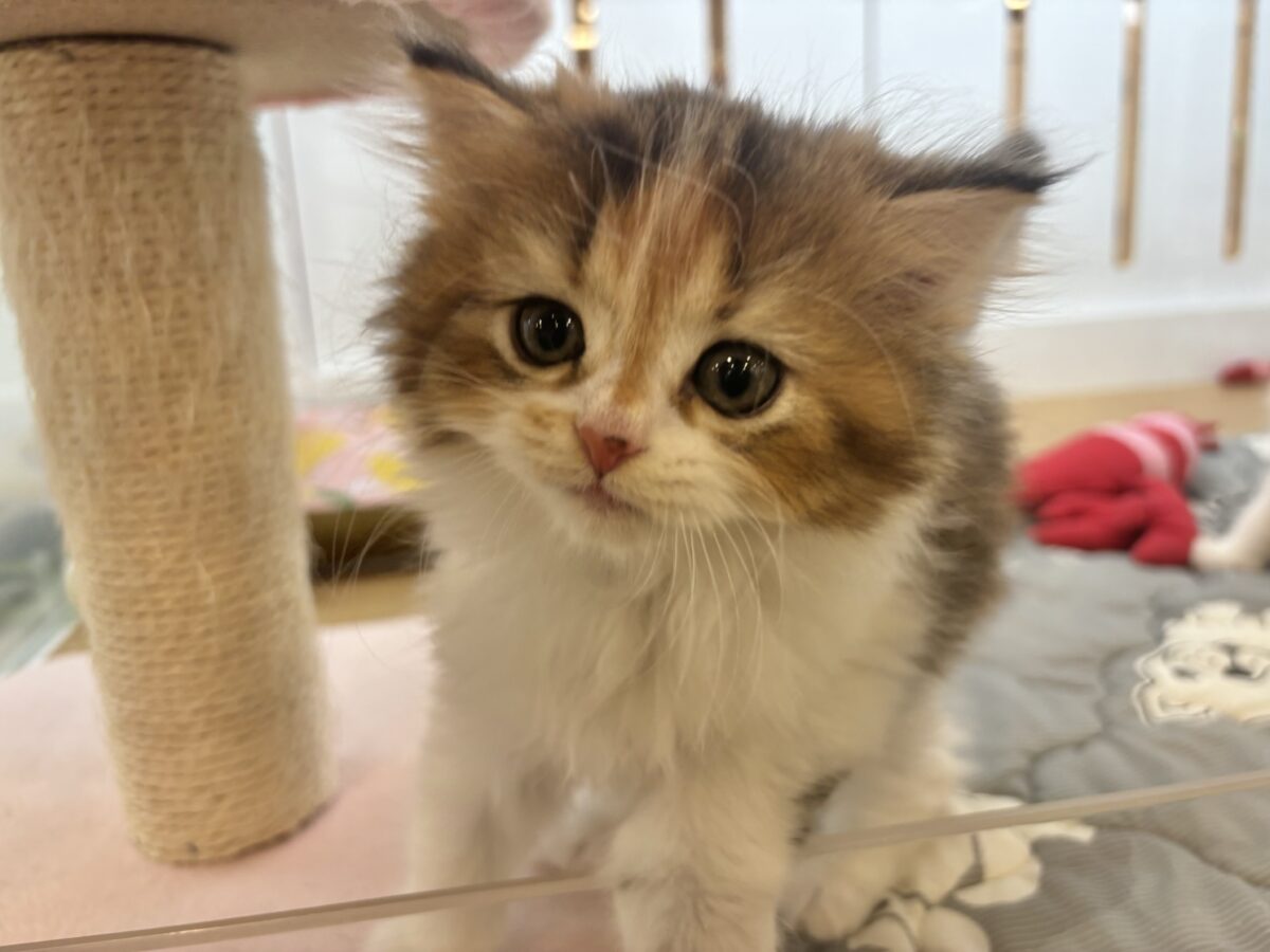 ブリティッシュショートヘア