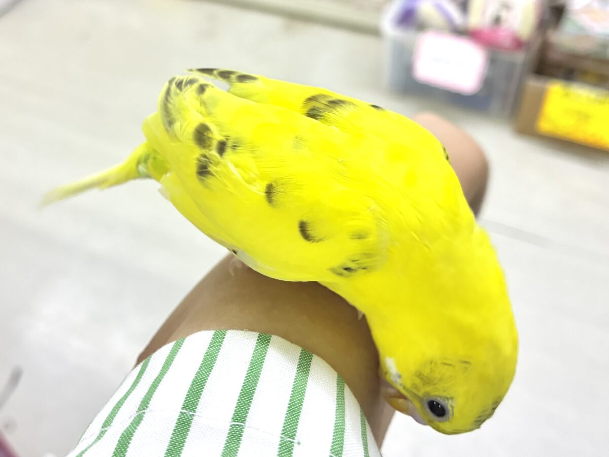 セキセイインコ