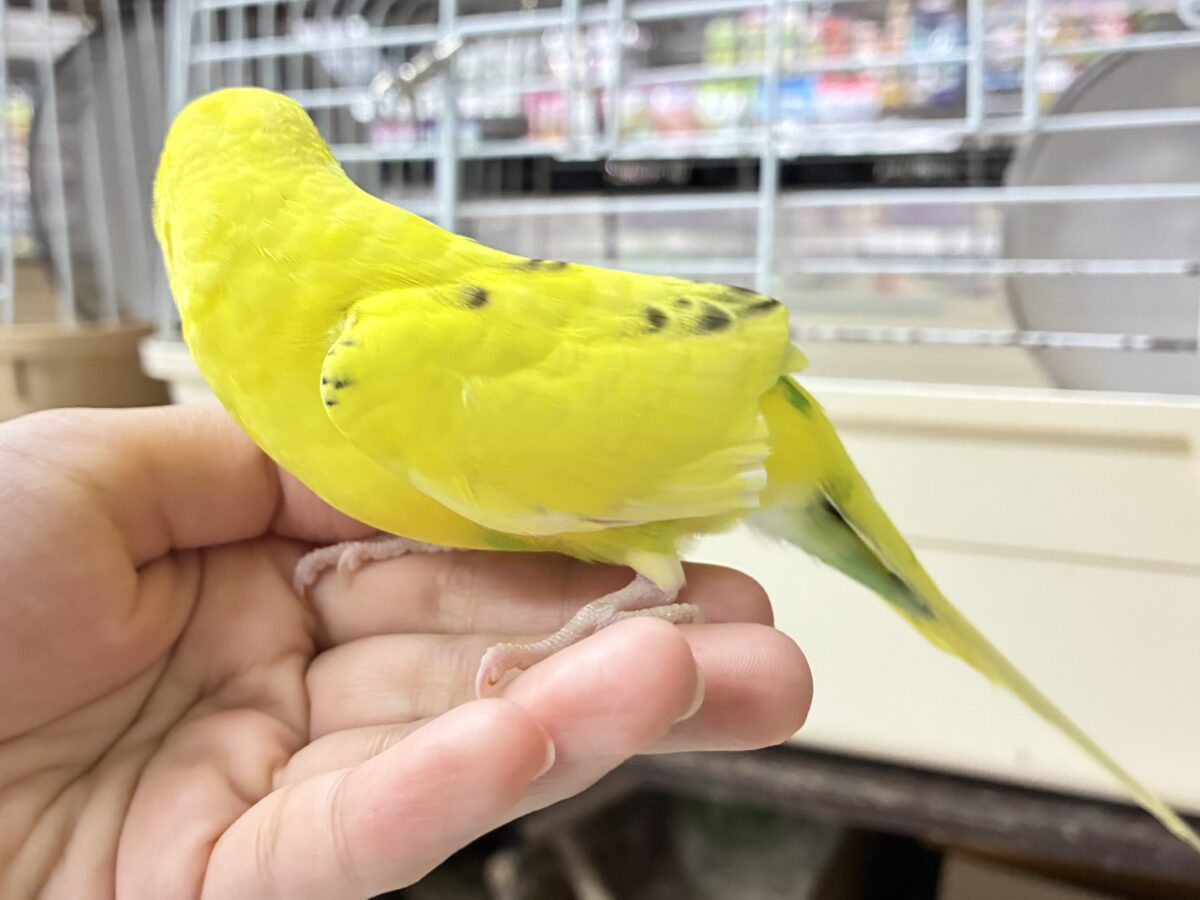 セキセイインコ