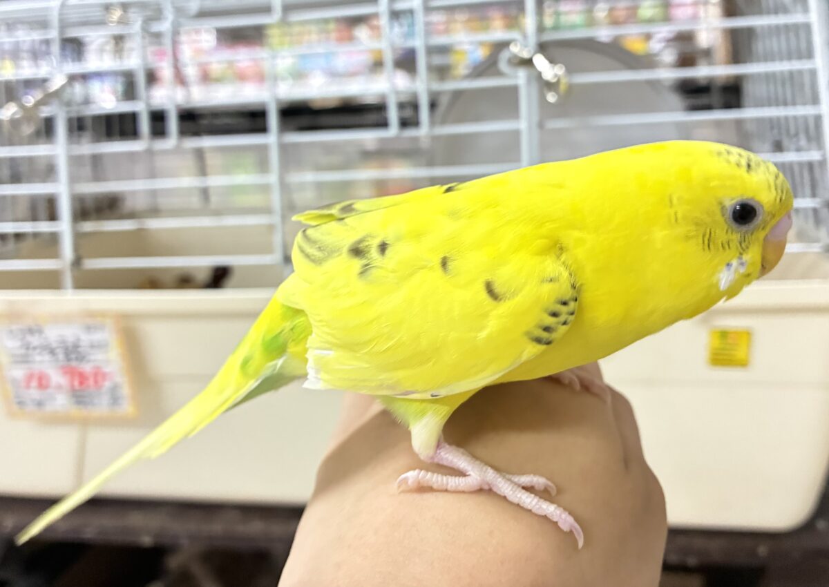 セキセイインコ