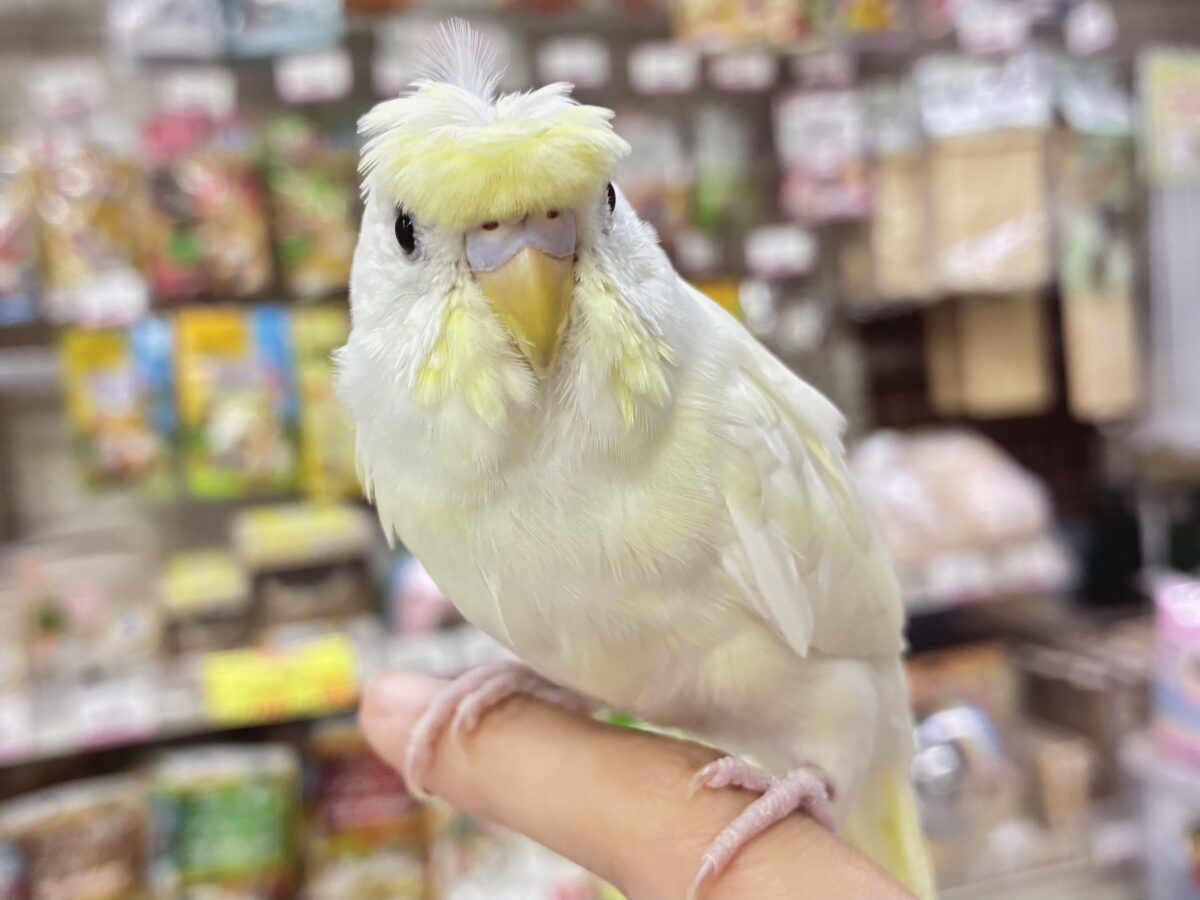 【最新画像更新☆☆】月光照らして🌙⋆*パツくるちゃん？✂️‪ꔛ‬梵天セキセイインコ(クリーム系/2026年5月下旬~6月上旬生まれ)