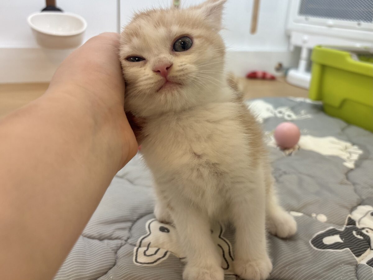 マンチカン