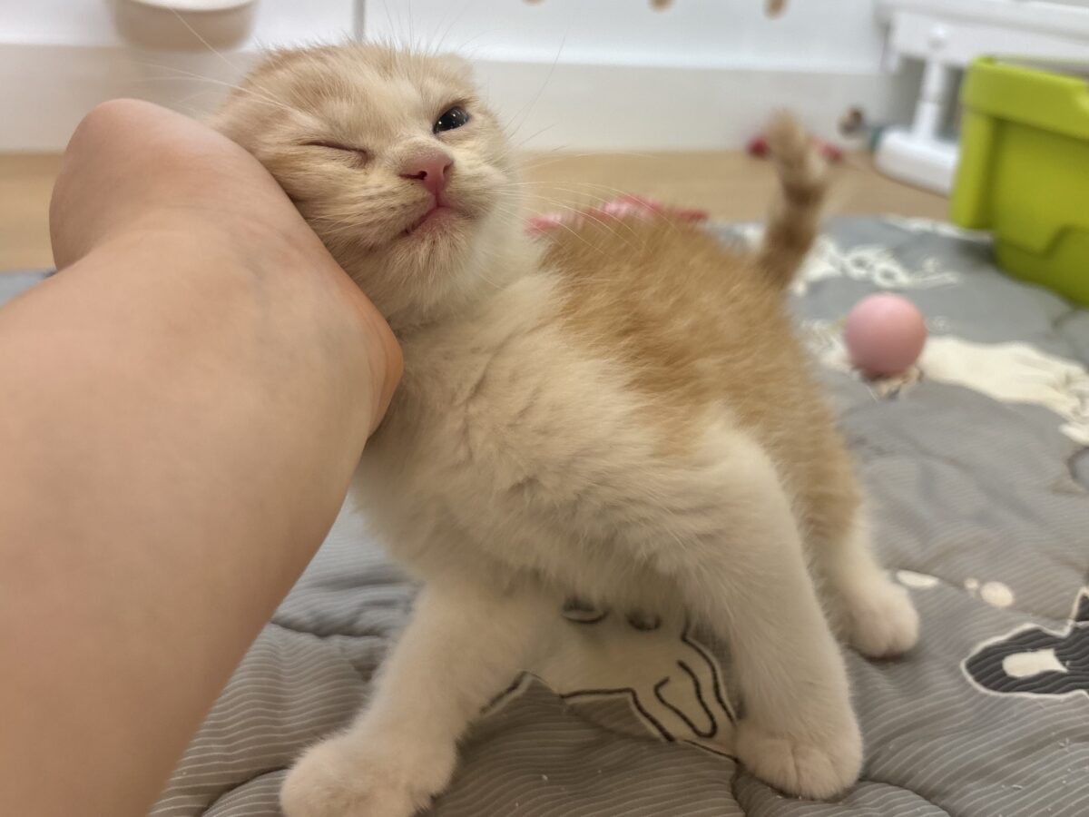 マンチカン