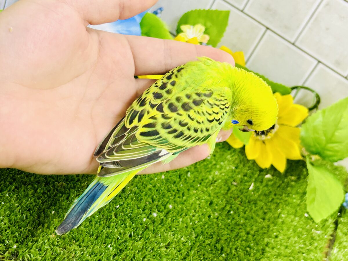 セキセイインコ