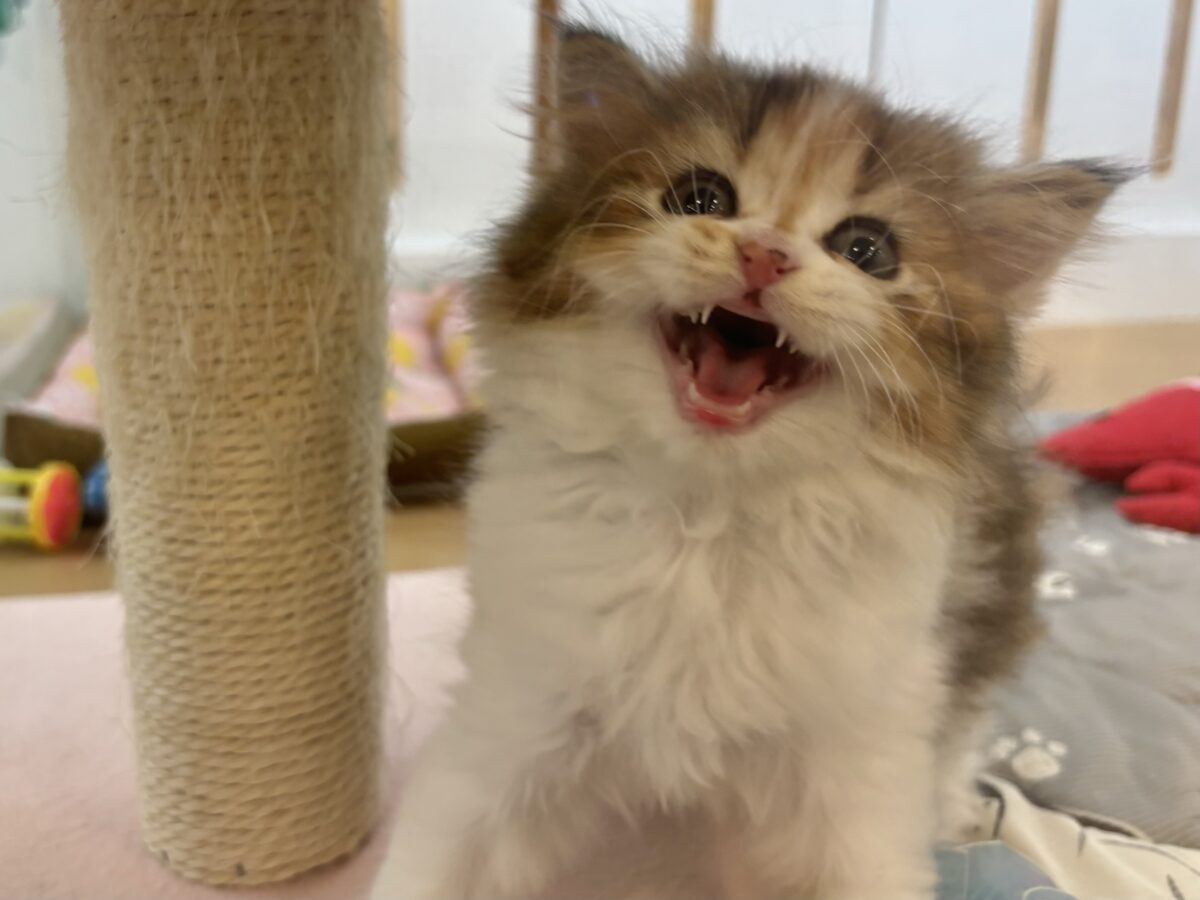 ブリティッシュショートヘア