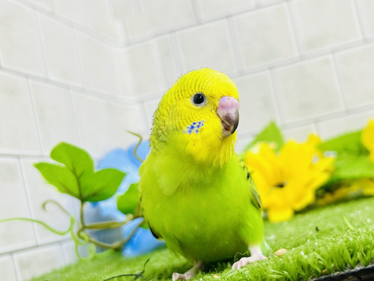 セキセイインコ
