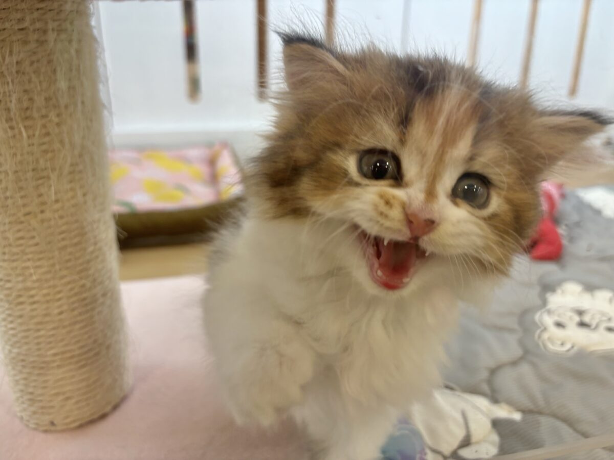ブリティッシュショートヘア