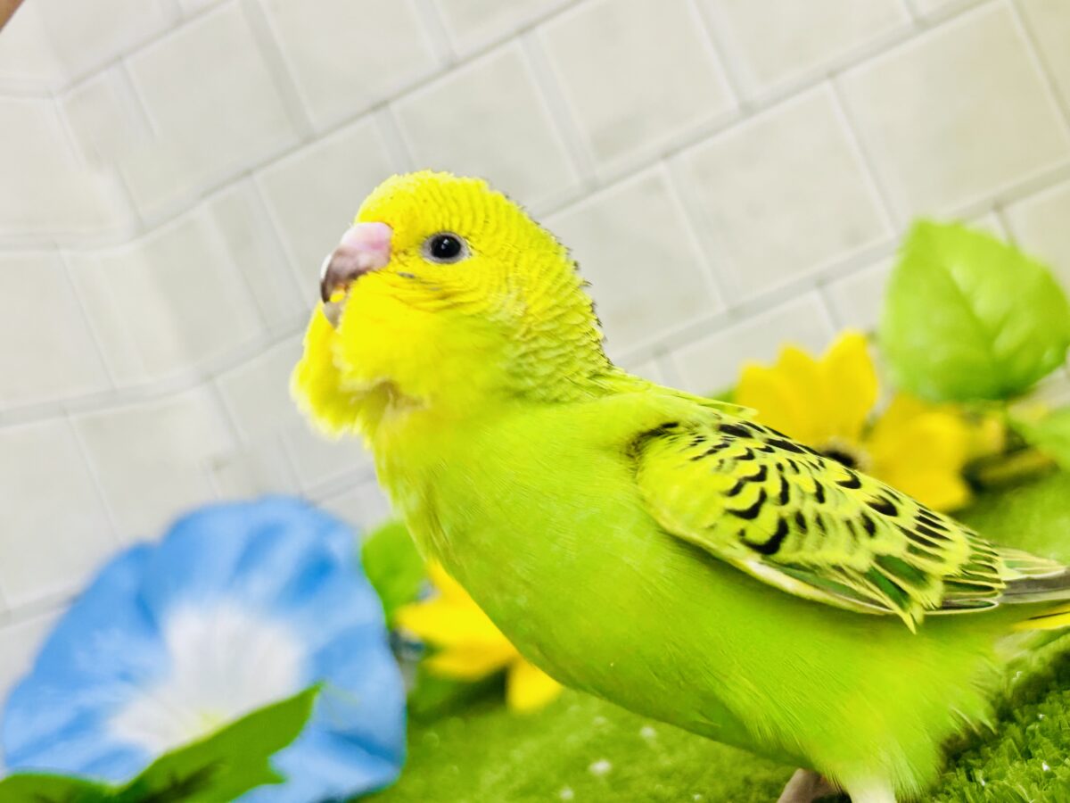 セキセイインコ