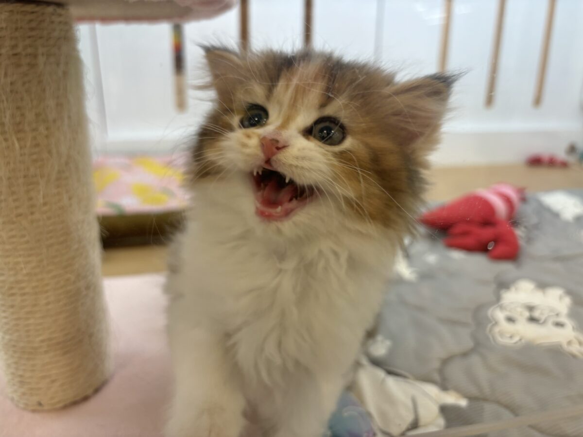ブリティッシュショートヘア