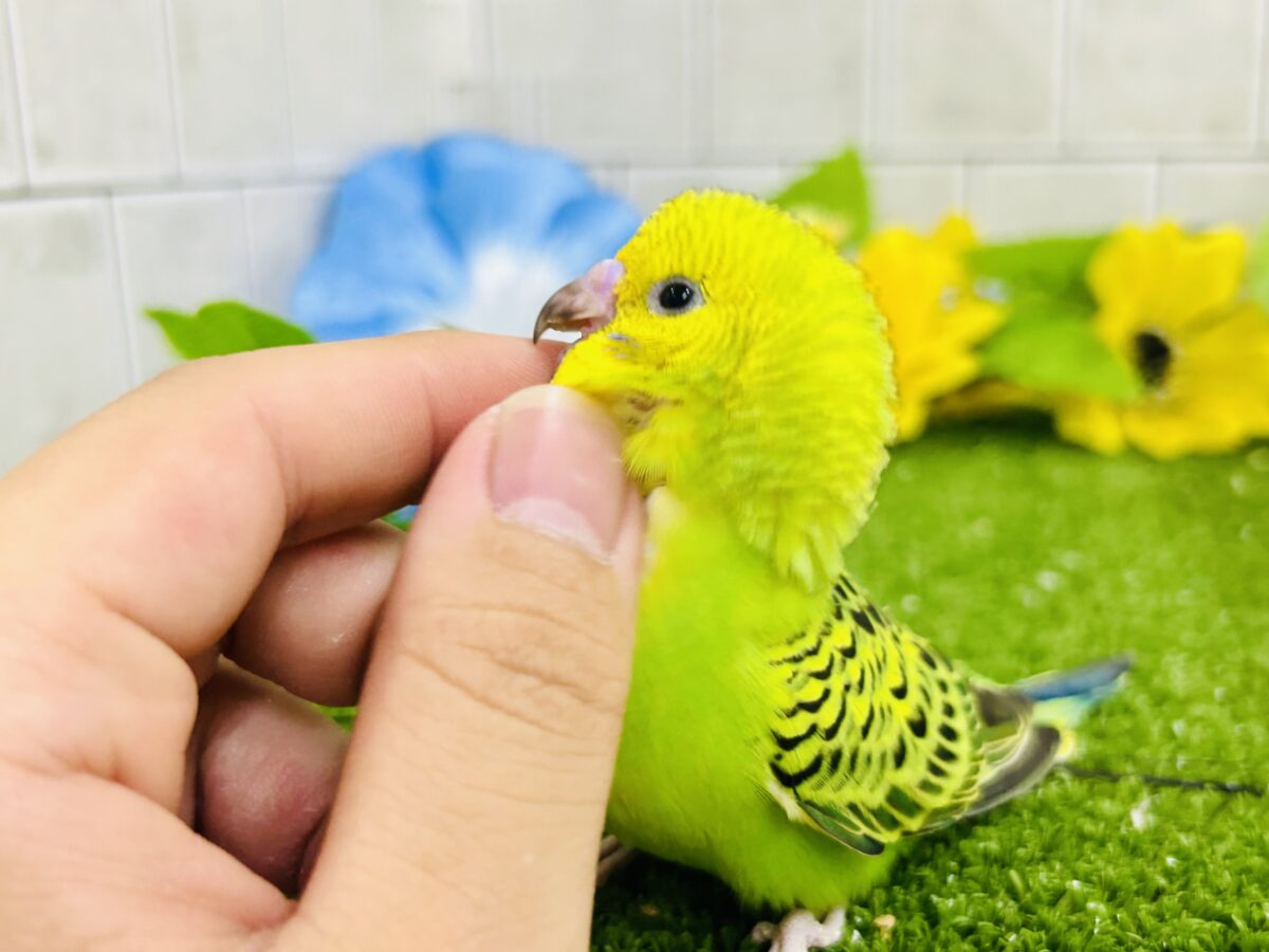 セキセイインコ