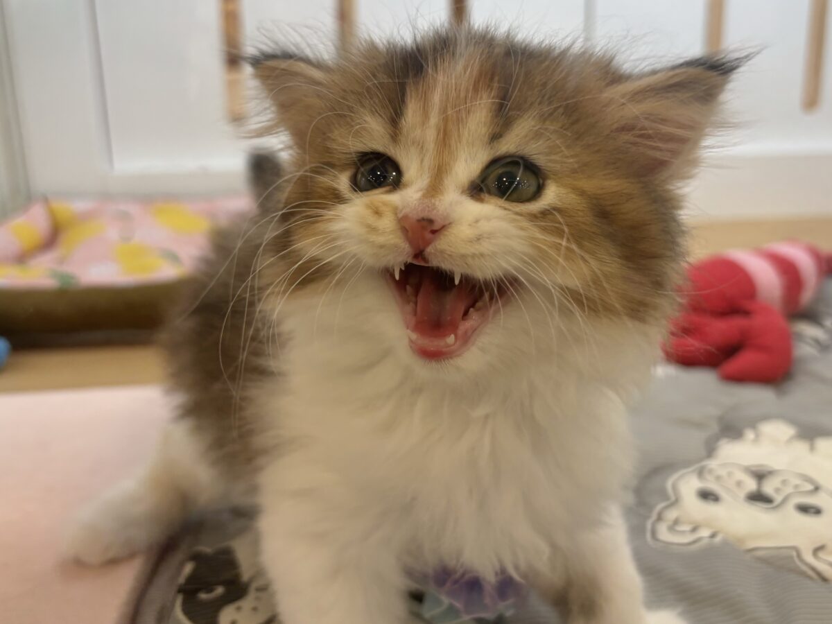 ブリティッシュショートヘア