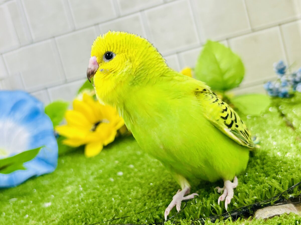 セキセイインコ