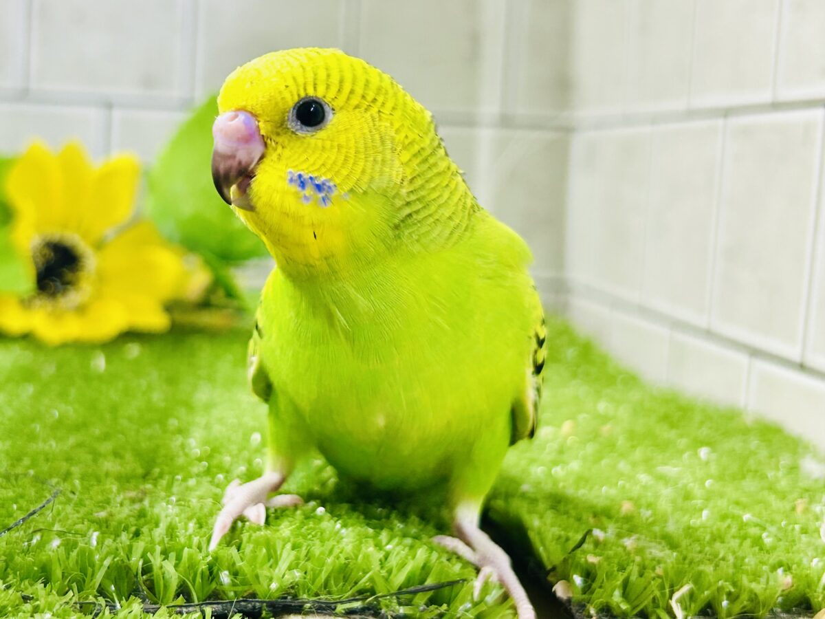 セキセイインコ