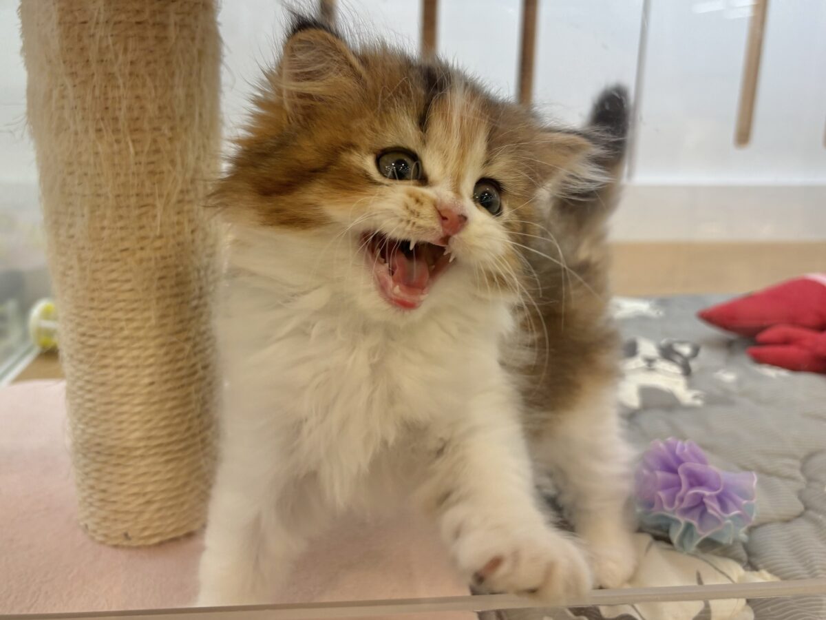 ブリティッシュショートヘア