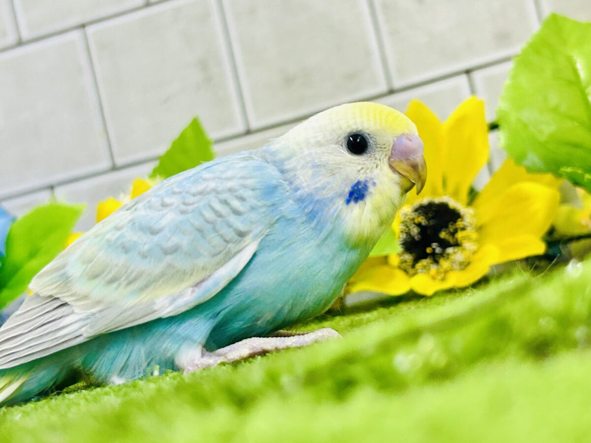 セキセイインコ