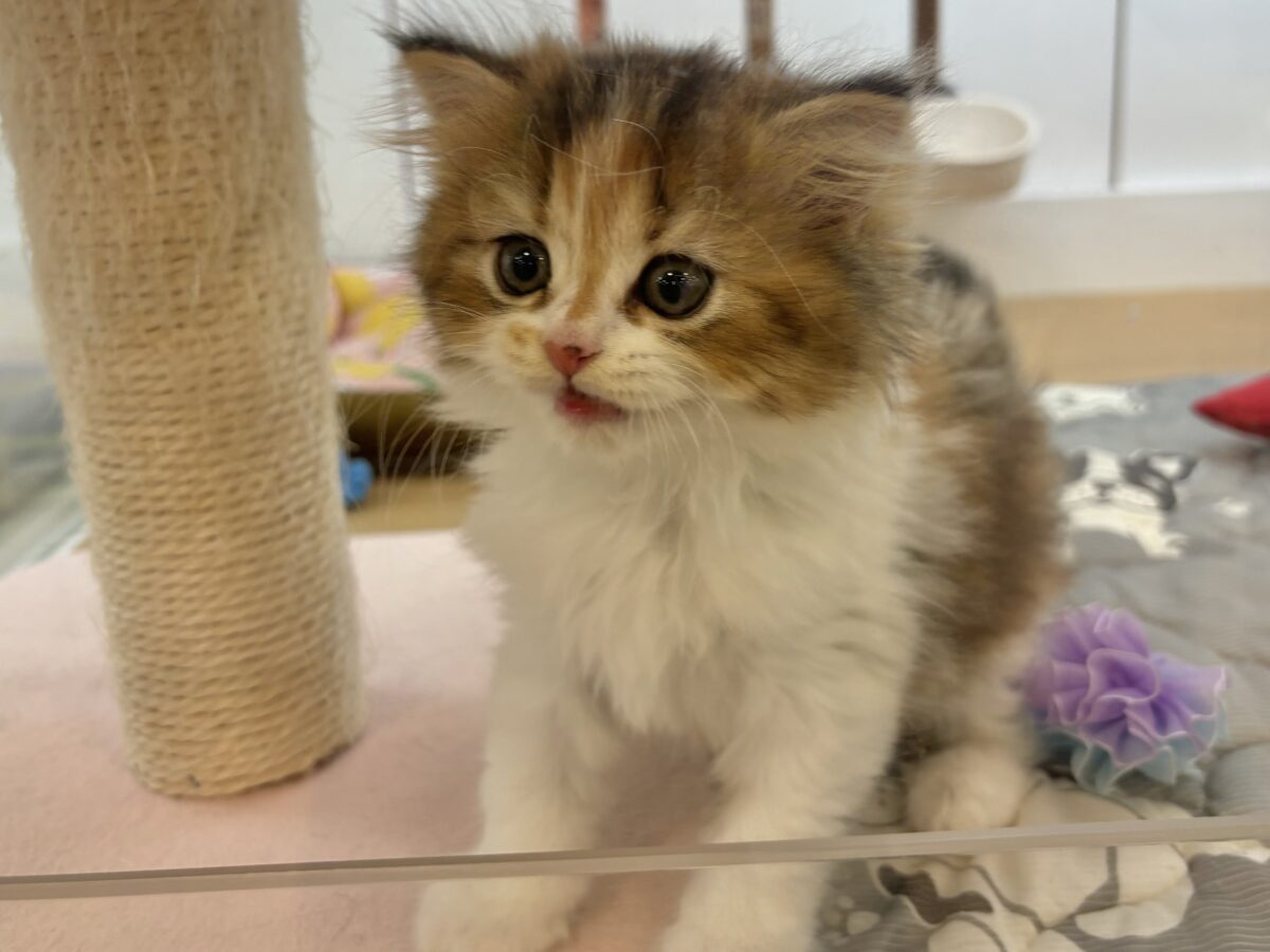 ブリティッシュショートヘア
