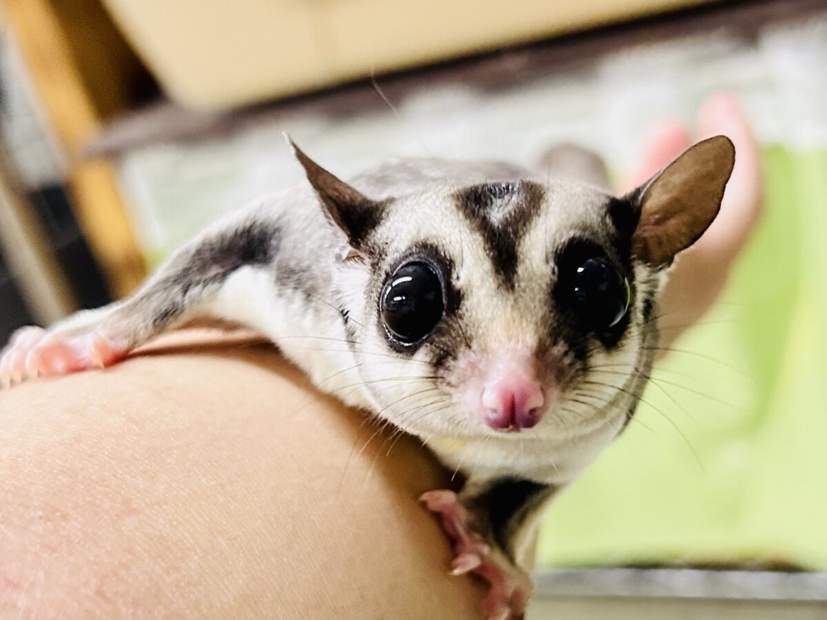 フクロモモンガ