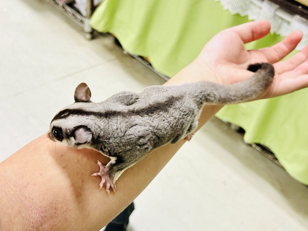 フクロモモンガ