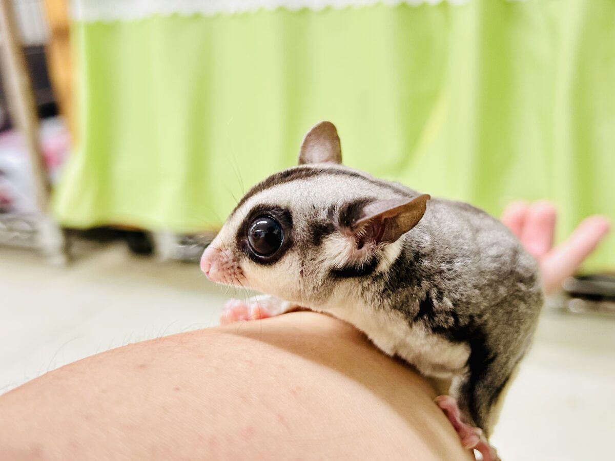 フクロモモンガ