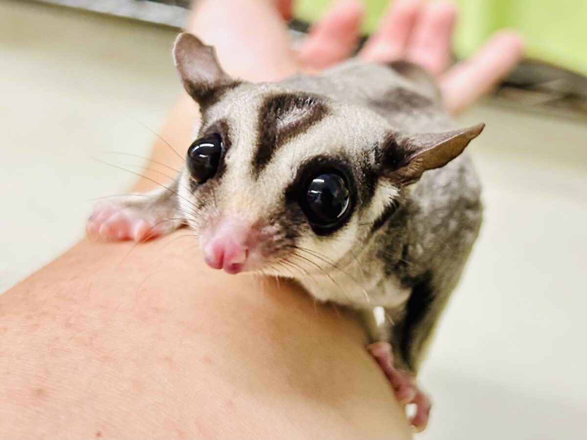フクロモモンガ